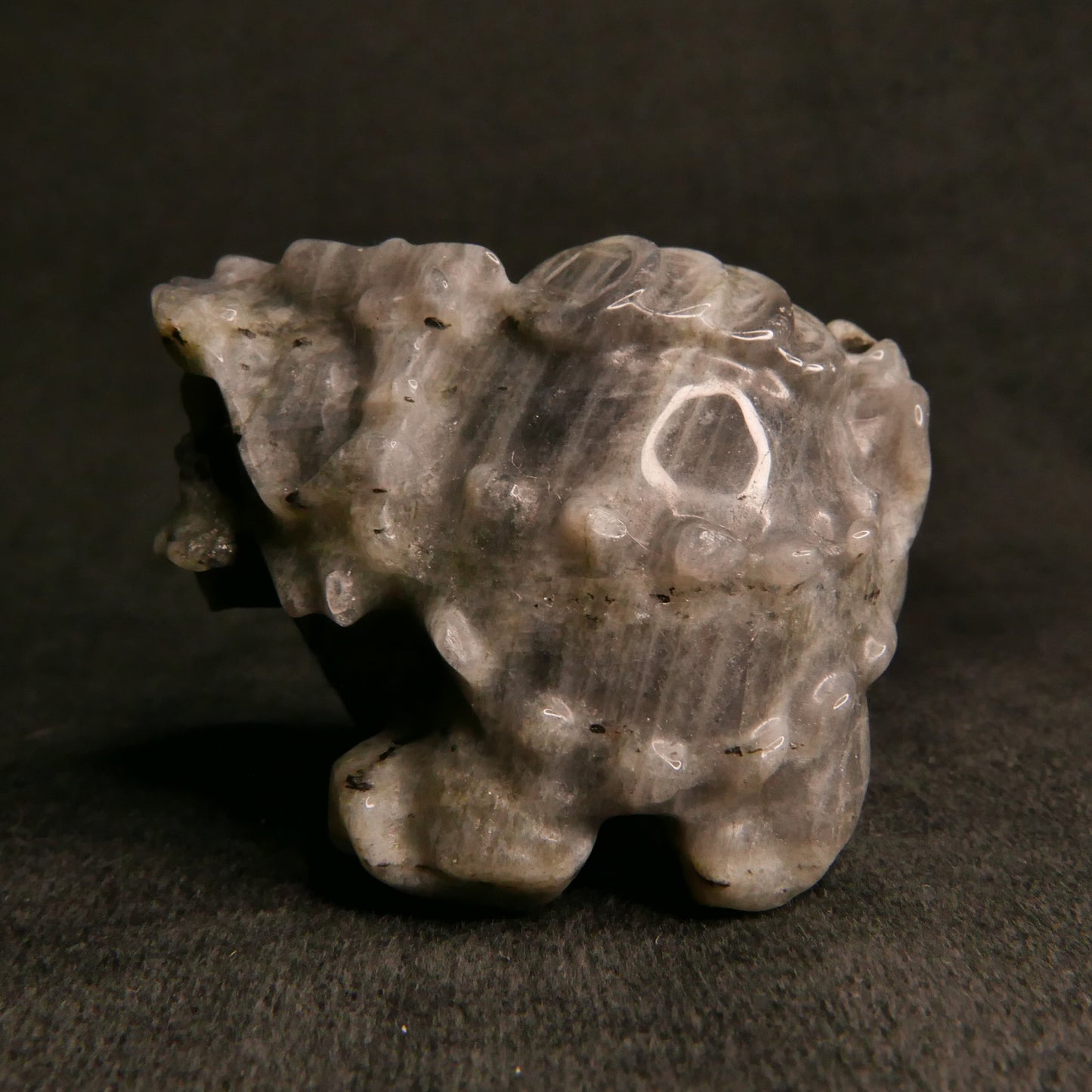 Labradorite Dragon Turtle with Coins on Back | Snow Heart Crystals - Online Crystal Shop Canada