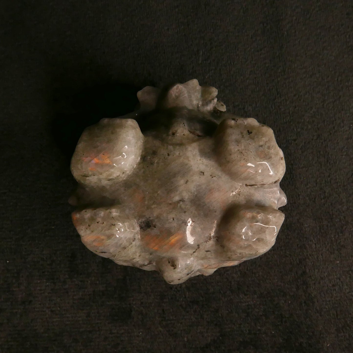 Labradorite Dragon Turtle with Coins on Back | Snow Heart Crystals - Online Crystal Shop Canada